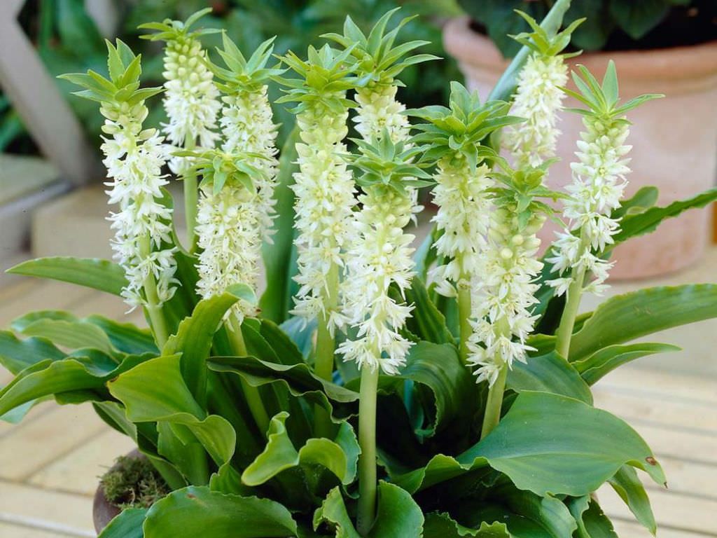 Eucomis autumnali